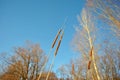 Willow trees branches without leaves an dry reeds on the sky background Royalty Free Stock Photo