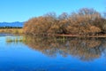 Autumn trees on the lakeshore. Lake Taupo, New Zealand