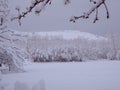 Willow trees covered with snow. A picture of snowy winter Royalty Free Stock Photo