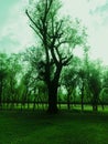 Willow Tress In Forest Nursery In Kashmir Valley India