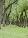 Willow Tress In Forest Nursery In Kashmir Valley India