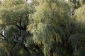 Willow trees in full leaf in autumn