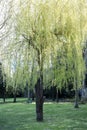 Willow trees and grass at park Royalty Free Stock Photo