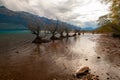 Willow trees growing in Lake Wakatipu, Glenorchy New Zealand, South Island Royalty Free Stock Photo