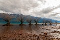 Willow trees growing in Lake Wakatipu, Glenorchy New Zealand, South Island Royalty Free Stock Photo