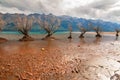 Willow trees growing in Lake Wakatipu, Glenorchy New Zealand, South Island Royalty Free Stock Photo