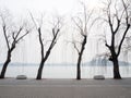 Willow trees on the lakeside