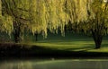 Willow Trees Landscape