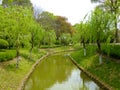 Willow trees lining a small stream park