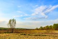 Willow trees in the meadow Royalty Free Stock Photo
