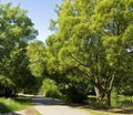 Willow trees near lake, park