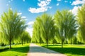 willow trees near the Vistula river avenue in Krakow.