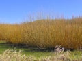 Willow trees on a plantation