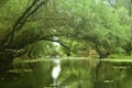 Green willow trees slanted over water surface in Danube delta, Romania