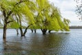 Willow trees in the water during the spring flood, the river overflowed its banks. Spring landscape in the countryside Royalty Free Stock Photo