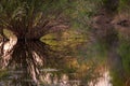 Willow trees in water at sunset. Royalty Free Stock Photo