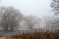 Willow Trees in Winter Fog with Tall Grasses on Shores Edge