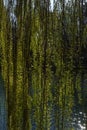 Willow twigs background with green leaves and yellow catkins on lake shore in spring Royalty Free Stock Photo