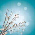 Willow twigs with catkins on blue