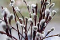 willow twigs on the window in a vase Royalty Free Stock Photo