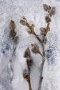 Willow twigs with willows in ice Royalty Free Stock Photo