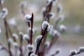 Willow twigs on the window in a vase Royalty Free Stock Photo