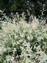Willow with variegated leaves in spring Royalty Free Stock Photo