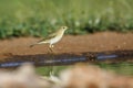 Willow Warbler in Kruger National park, South Africa Royalty Free Stock Photo