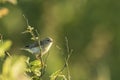 Willow warbler bird, Phylloscopus trochilus Royalty Free Stock Photo