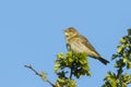 Willow warbler bird, Phylloscopus trochilus Royalty Free Stock Photo