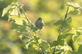 Willow warbler bird, Phylloscopus trochilus Royalty Free Stock Photo