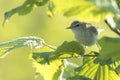 Willow warbler bird, Phylloscopus trochilus Royalty Free Stock Photo