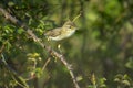 Willow warbler bird, Phylloscopus trochilus, perched Royalty Free Stock Photo