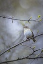 Willow warbler bird, Phylloscopus trochilus, perched Royalty Free Stock Photo