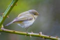 Willow warbler bird, Phylloscopus trochilus, perched Royalty Free Stock Photo