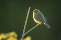 Willow warbler bird, Phylloscopus trochilus, perched Royalty Free Stock Photo