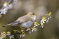 Willow warbler bird, Phylloscopus trochilus, perched Royalty Free Stock Photo