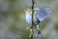 Willow warbler bird, Phylloscopus trochilus, perched Royalty Free Stock Photo