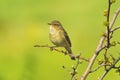 Willow warbler bird, Phylloscopus trochilus, singing Royalty Free Stock Photo