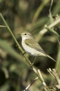 Willow Warbler on the branch / Phylloscopus trochilus Royalty Free Stock Photo