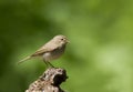 Willow Warbler, Fitis, Phylloscopus trochilus Royalty Free Stock Photo