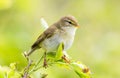 Willow warbler-fitis-Phylloscopus trochilus Ameland Netherlands Royalty Free Stock Photo