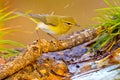 Willow Warbler, Forest Pond, Spanish Forest, Spain