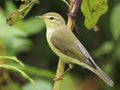 Willow warbler - Phylloscopus trochilus