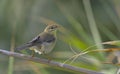 Willow Warbler, Greece