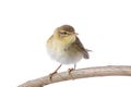 Willow Warbler Phylloscopus trochilus Royalty Free Stock Photo