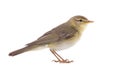 Willow Warbler Phylloscopus trochilus Royalty Free Stock Photo