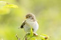 A willow warbler Phylloscopus trochilus showing its territory by singing loud on a branch. In a bright green background with lea Royalty Free Stock Photo