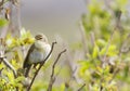 A willow warbler Phylloscopus trochilus showing its territory by singing loud on a branch. In a bright green background with lea Royalty Free Stock Photo