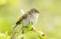 A willow warbler Phylloscopus trochilus showing its territory by singing loud on a branch. In a bright green background with lea Royalty Free Stock Photo